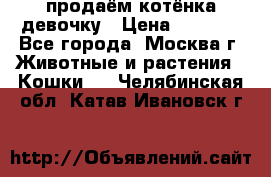 продаём котёнка девочку › Цена ­ 6 500 - Все города, Москва г. Животные и растения » Кошки   . Челябинская обл.,Катав-Ивановск г.